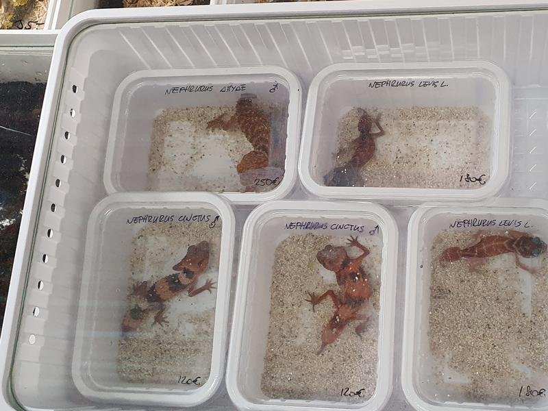 Lizards in containers after being seized by authorities in Adelaide.