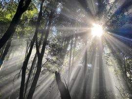 Treetops at the Furber Steps Track in the Blue Mountains (file image)