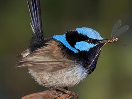 A male superb fairy wren with a damselfly
