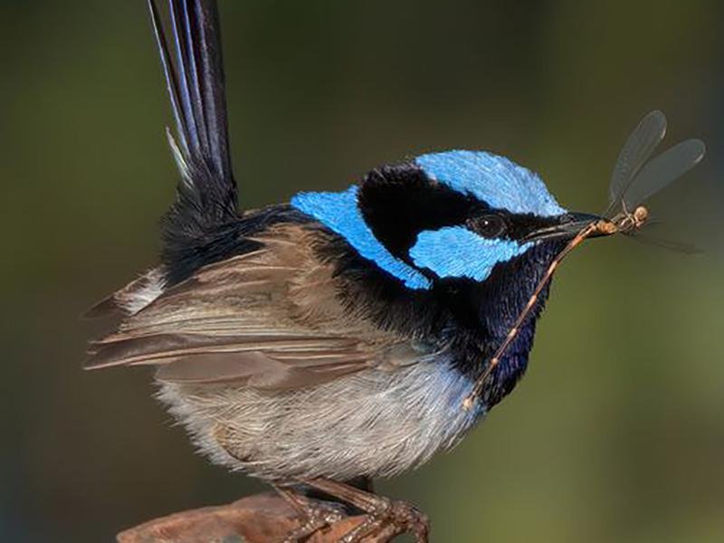 A male superb fairy wren with a damselfly