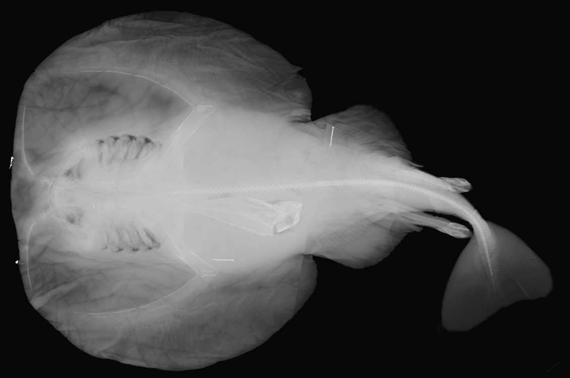 Lepidotrigla fish found in x-ray of holotype I.13838, Short-tail Torpedo Ray, <i>Tetronarce nobiliana</i>.