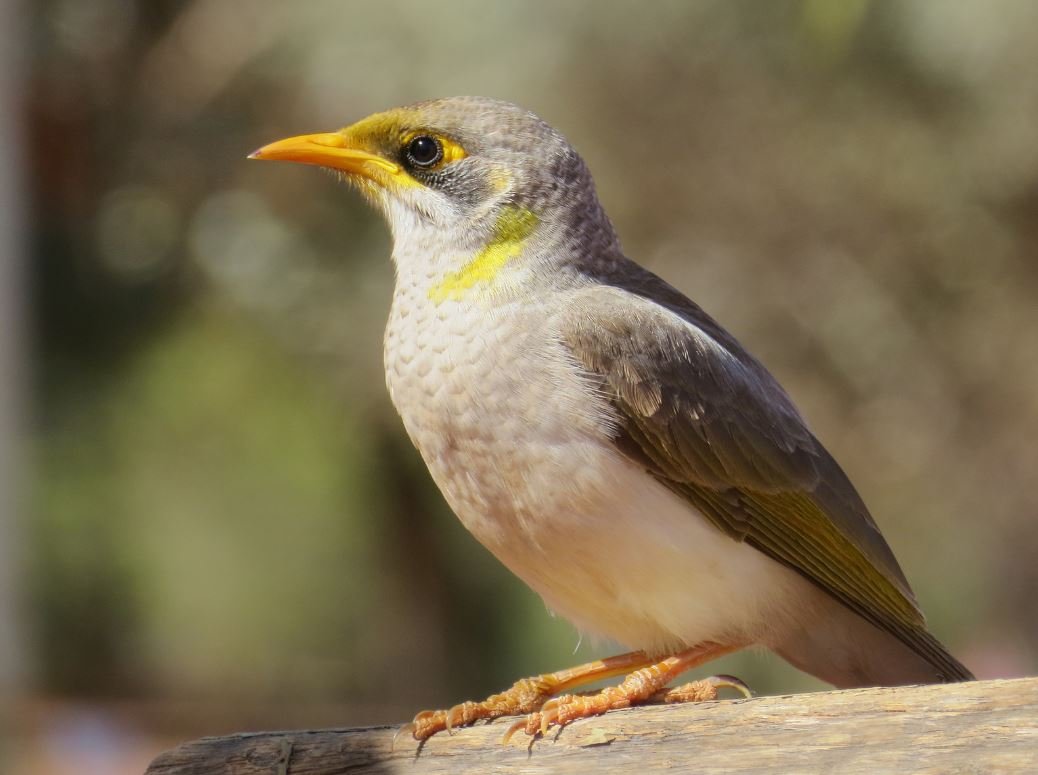 【mimi】 Birds Northern Owl Yellow yellow-throated_miner.ddd8613.